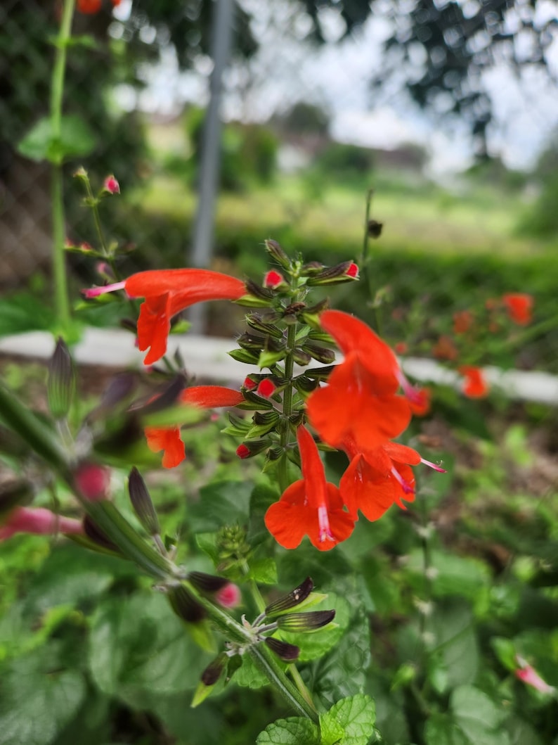 May include: Close-up of a red flower with a long stem and green leaves. The flower has a trumpet-shaped bloom with a deep red color.