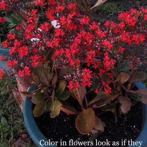 Rooted Kalanchoe blossfeldiana Red flower Plant image 8