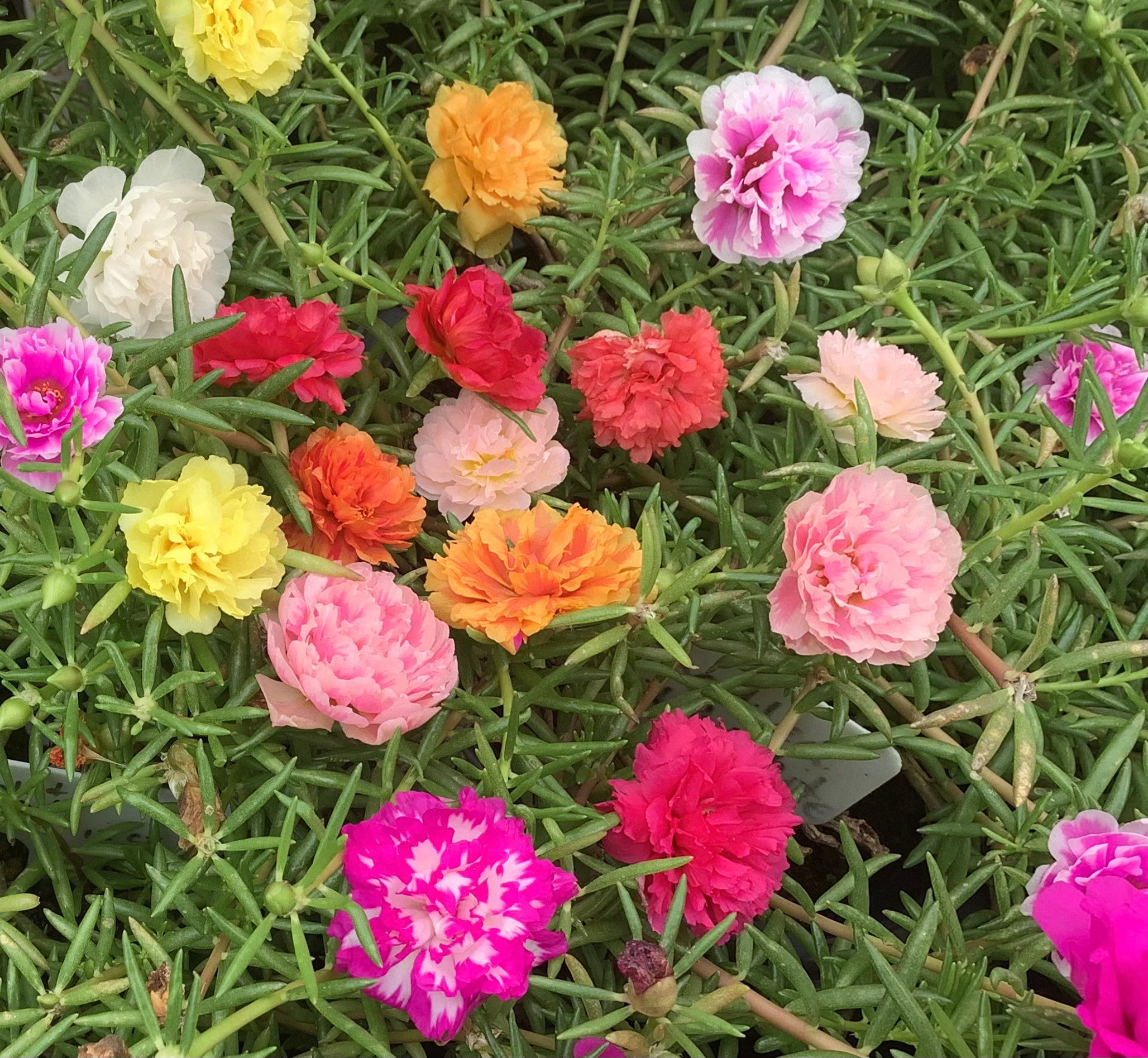 Table rose plant colours deals