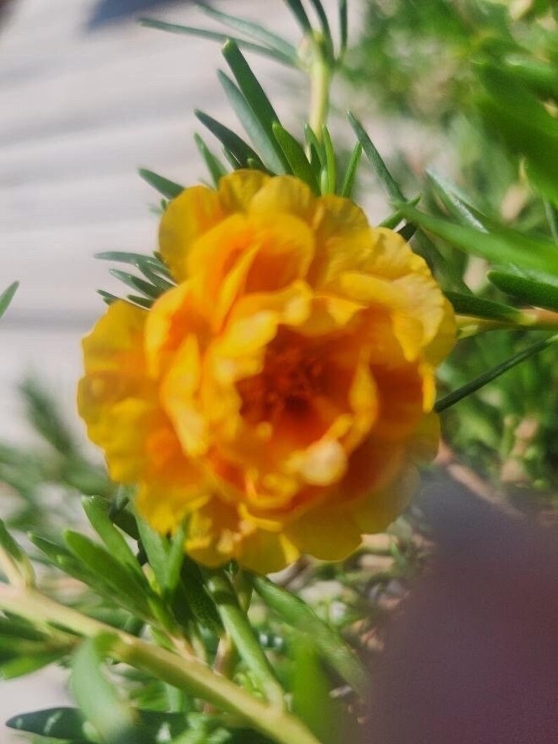 GOLDEN STRIPES Grandiflora Portulaca Table Moss Rose flower plant image 4