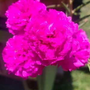 FUCHSIA Grandiflora Portulaca Table Moss Rose flower plant