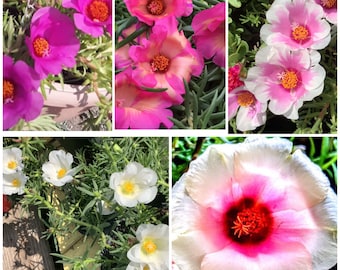 SURPRISE COLOR Random Mix Fancy Portulaca single Petal flower plant