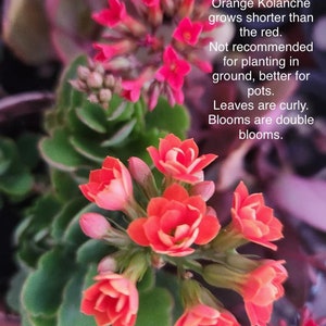 Rooted Kalanchoe blossfeldiana Red flower Plant image 9