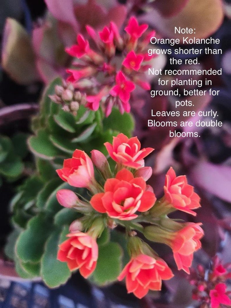 Rooted Kalanchoe blossfeldiana Red flower Plant image 9