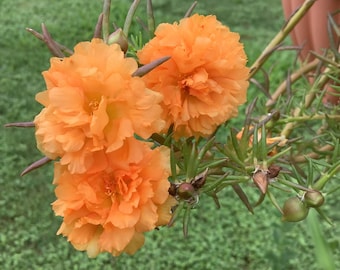 YELLOW ORANGE Grandiflora Portulaca Table Moss Rose flower plant