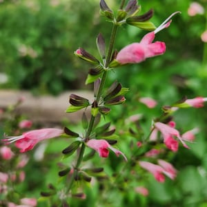 May include: A close-up of a pink flower with green leaves. The flower is in bloom and has a delicate, feminine appearance.