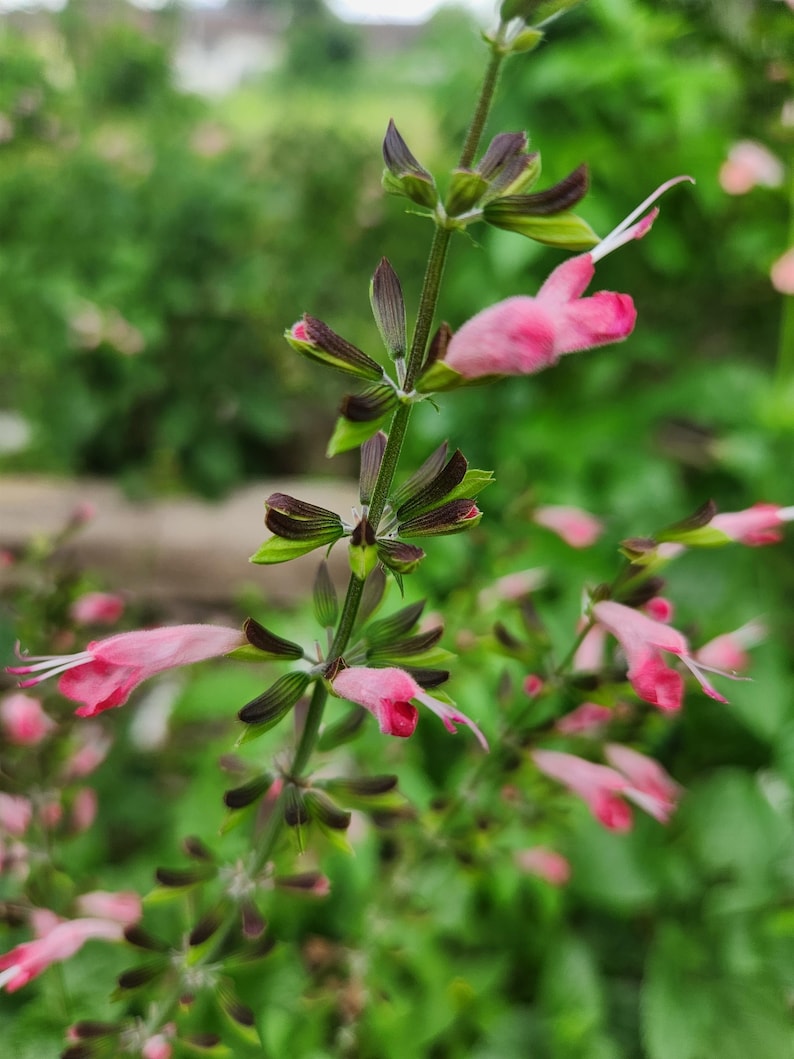 May include: A close-up of a pink flower with green leaves. The flower is in bloom and has a delicate, feminine appearance.