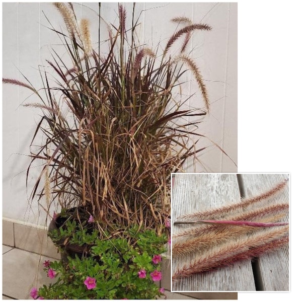 SEEDS Purple Fountain Grass Pennisetum Setaceum Rubrum 100 count