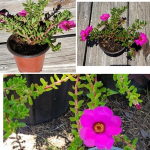 Portulaca Live plant Potted Moss Rose Purslane image 4