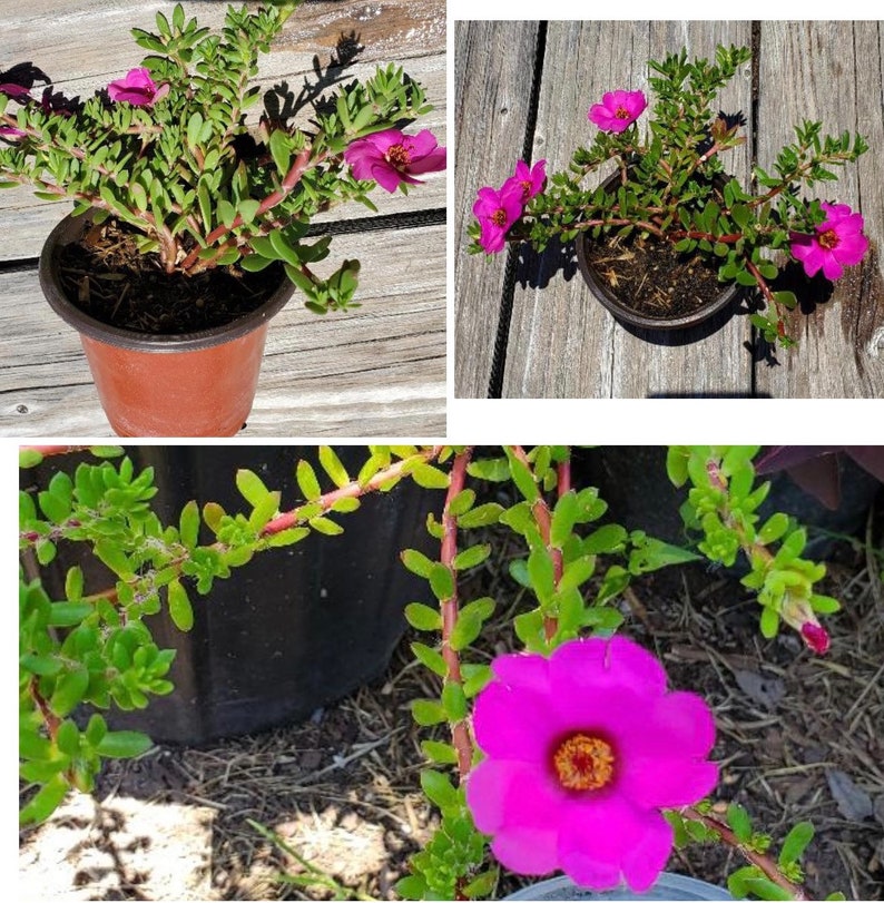 Portulaca Live plant Potted Moss Rose Purslane image 4