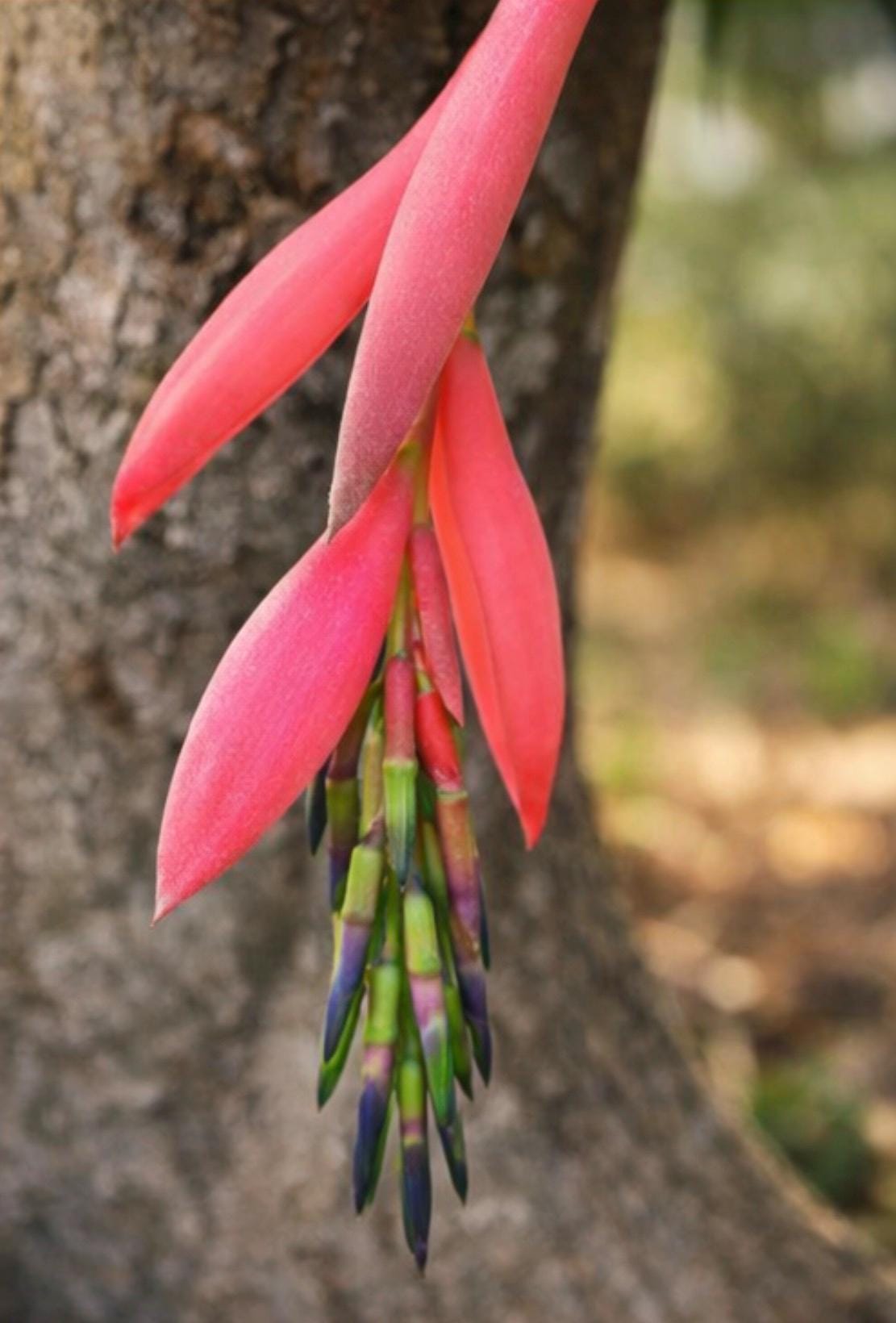 Billbergia Bromeliads - Etsy