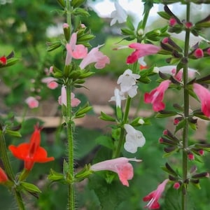 May include: Close-up of a variety of pink, red, and white flowers blooming on green stems. The flowers are clustered together and have a delicate, ruffled appearance.