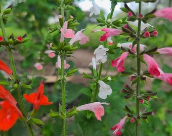 SEEDS Texas Salvia Sage Coccinea