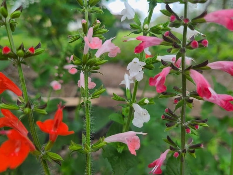 May include: Close-up of a variety of pink, red, and white flowers blooming on green stems. The flowers are clustered together and have a delicate, ruffled appearance.