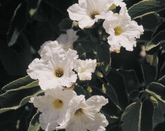 Texas Olive Anacahuita Cordia boissieri Tree