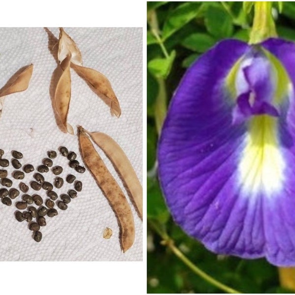 SEEDS Butterfly Blue Darwin Pea Pigeon wings 35 count