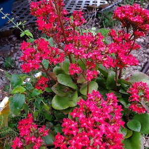 Rooted Kalanchoe blossfeldiana Red flower Plant image 1