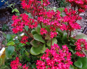 Rooted Kalanchoe blossfeldiana Red flower Plant