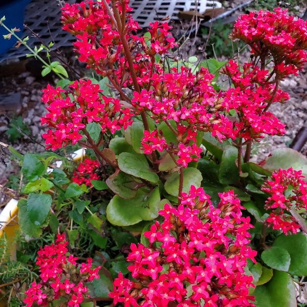 Rooted Kalanchoe blossfeldiana Red flower Plant