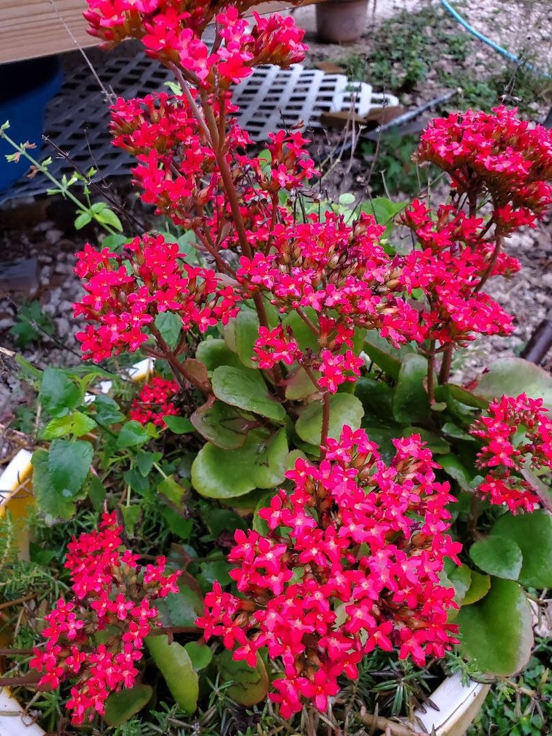 Rooted Kalanchoe blossfeldiana Red flower Plant image 1