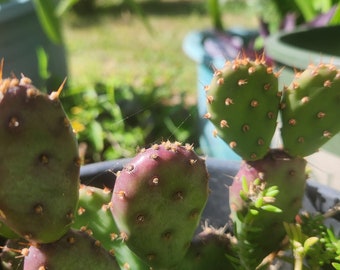 Santa Rita Purple Dwarf Opuntia Cactus Young Plant