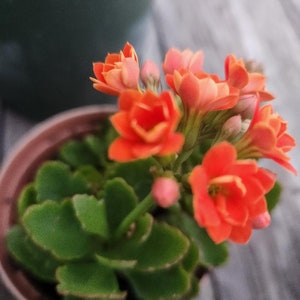 Rooted Kalanchoe blossfeldiana Red flower Plant image 10