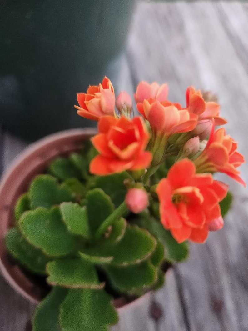 Rooted Kalanchoe blossfeldiana Red flower Plant image 10