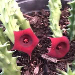 Succulent Huernia Stapelia carrion Starfish - 2 count