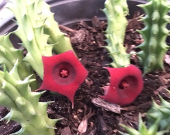 Succulent Huernia Stapelia carrion Starfish - 2 count