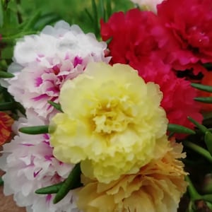 Color Mixes PLANTS Grandiflora Portulaca Moss Rose Chisme CUTS