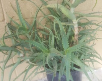 scalp aloe vera Nourishing Scalp Mask | Pineapple & Coconut Scalp Mask main image 0
