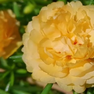 TUSCAN SUN Grandiflora Portulaca Table Moss Rose flower plant