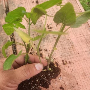 May include: Close-up of a hand holding a group of small green plants with brown soil. The plants have multiple stems and leaves.