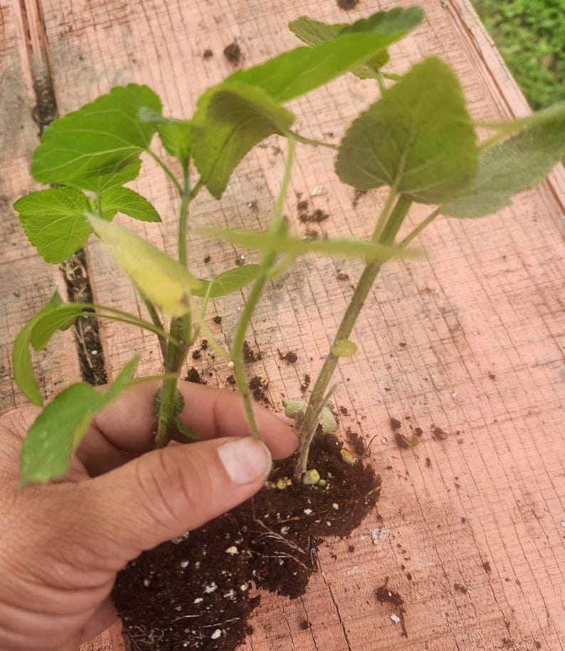 May include: Close-up of a hand holding a group of small green plants with brown soil. The plants have multiple stems and leaves.
