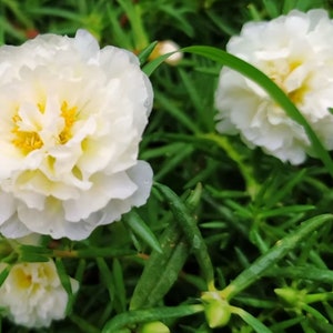 LEMONDROP SPEARMINT Grandiflora Portulaca Table Moss Rose flower plant