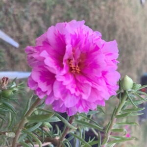 PURPLE BATIK Lavender Pink Grandiflora Portulaca Table Moss Rose flower plant
