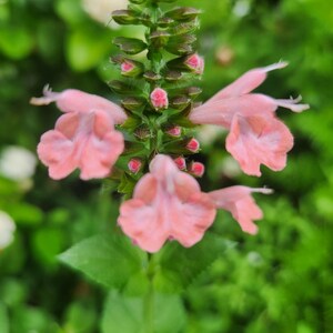 May include: Pink flowers blooming on a green stem with buds. The flowers have a delicate, ruffled appearance.