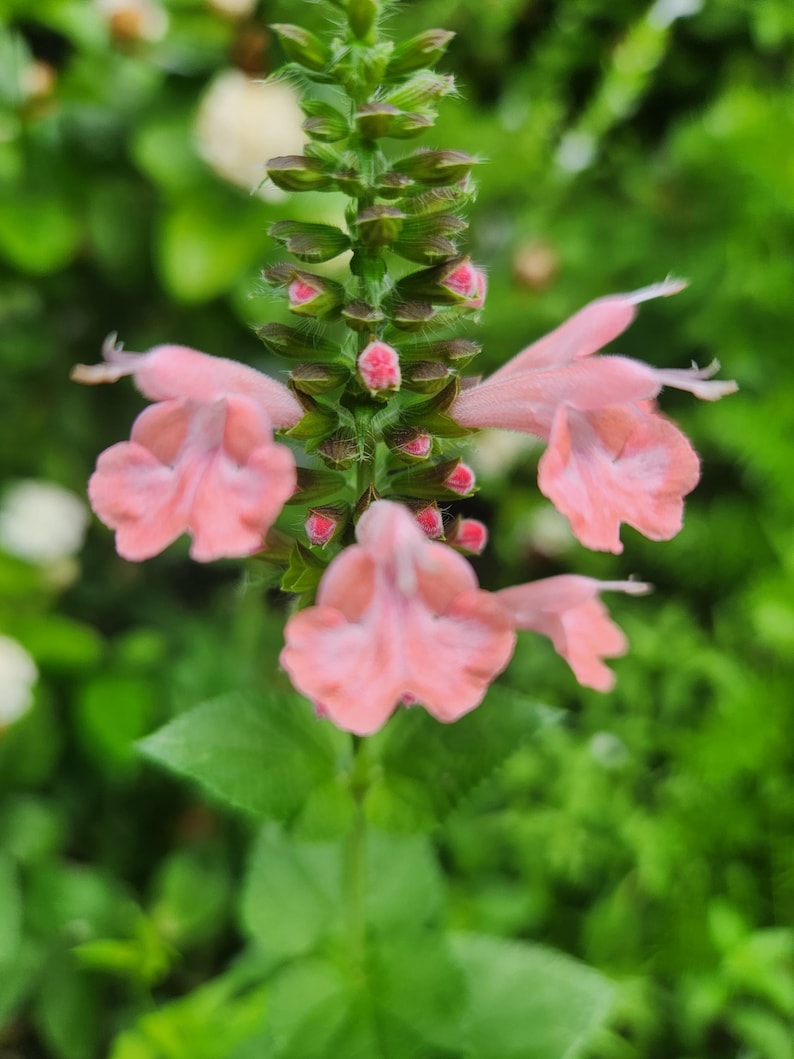 May include: Pink flowers blooming on a green stem with buds. The flowers have a delicate, ruffled appearance.