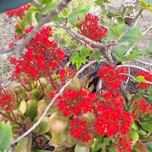 Rooted Kalanchoe blossfeldiana Red flower Plant image 5