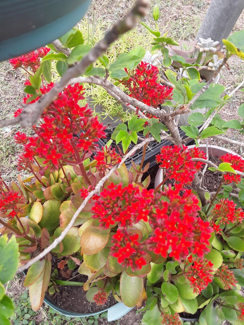 Rooted Kalanchoe blossfeldiana Red flower Plant image 5