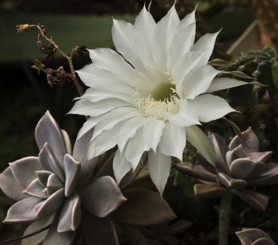 Hedgehog WHITE Easter Lily Echinopsis Tubiflora Sea Urchin Cactus Cacti - 1  Count - Etsy