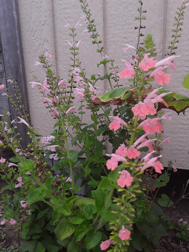 May include: A close-up of a pink flowering plant with green leaves. The plant is growing against a white wall.