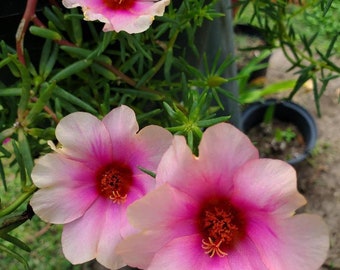 Cream & Hot Pink Samba Jumbo Fancy Portulaca single Petal flower plant