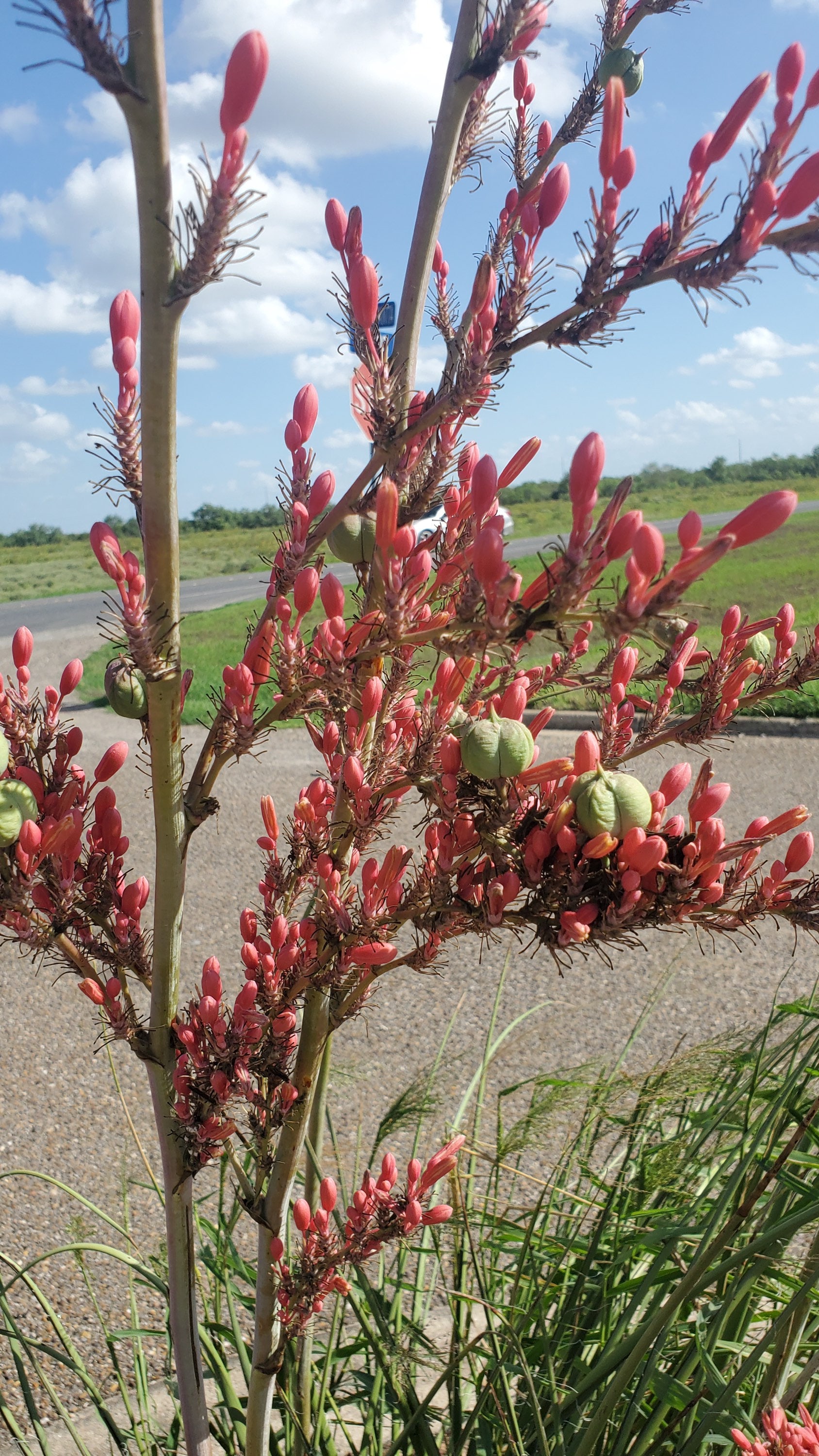 False Yucca Plant - Etsy