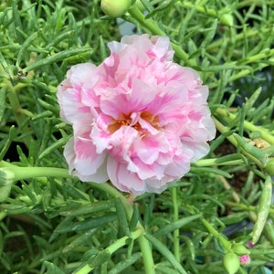 STRAWBERRY YOGURT Grandiflora Portulaca Table Moss Rose flower plant