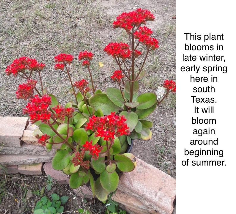 Rooted Kalanchoe blossfeldiana Red flower Plant image 7