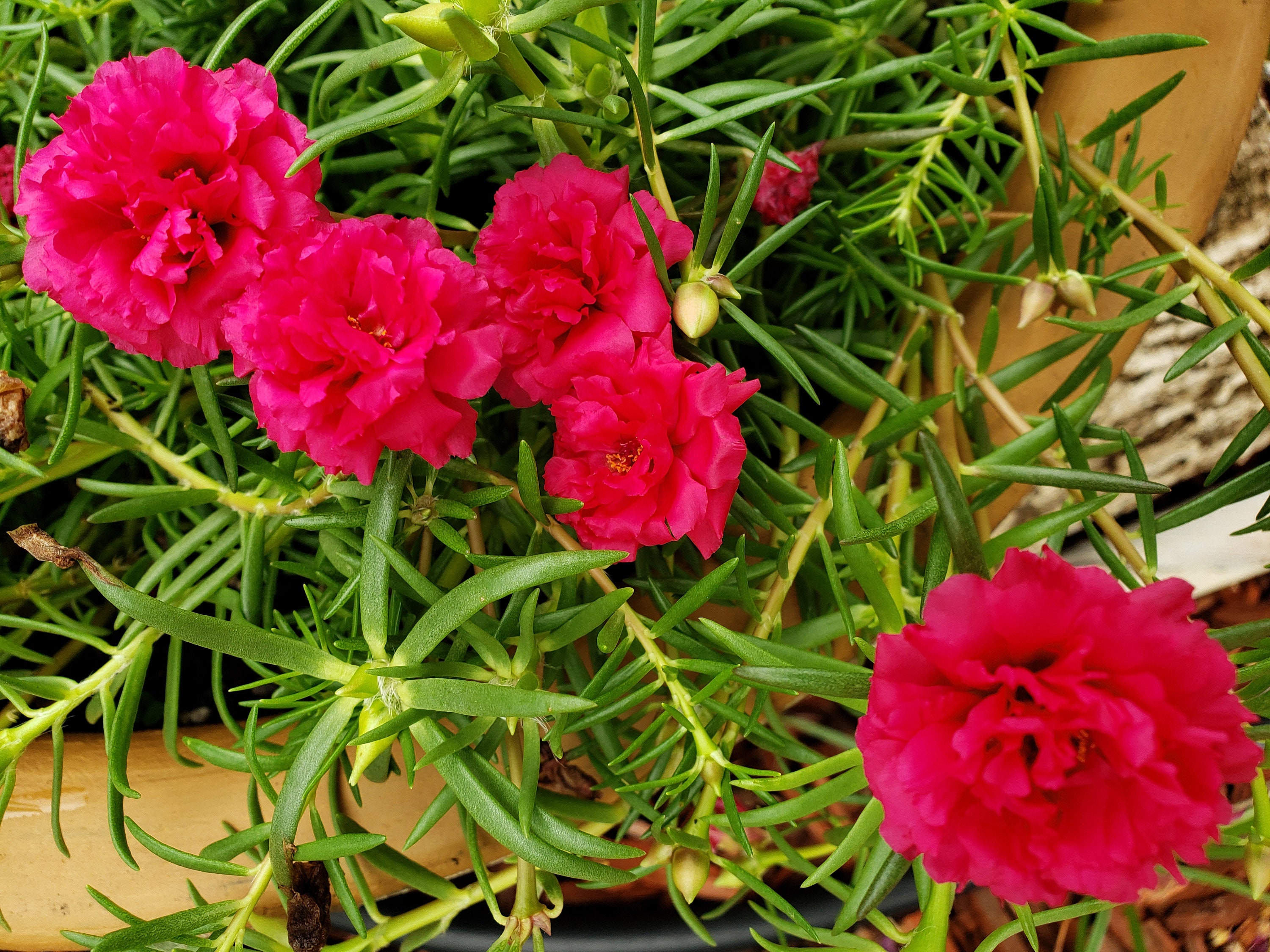 Magenta Red Grandiflora Portulaca Plant Table Moss Rose Flower Etsy Magenta Red Grandiflora Portulaca Plant Table Moss Rose Flower Etsy