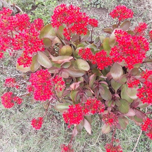 Rooted Kalanchoe blossfeldiana Red flower Plant image 6