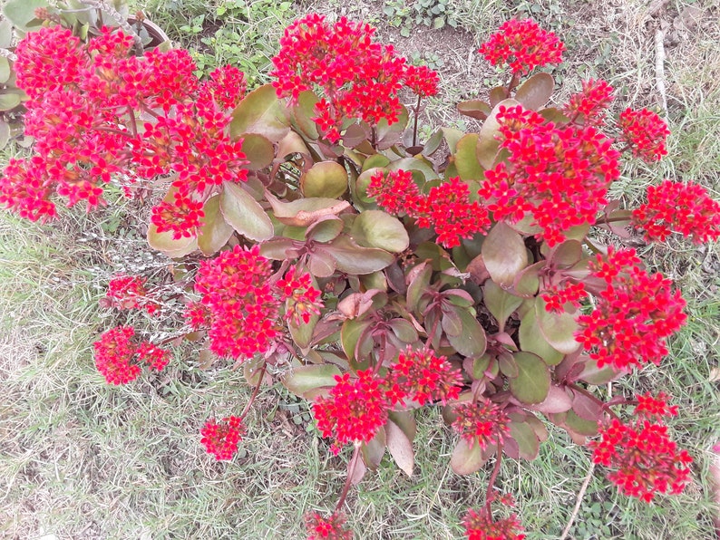 Rooted Kalanchoe blossfeldiana Red flower Plant image 6