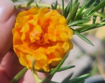 GOLDEN STRIPES Grandiflora Portulaca Table Moss Rose flower plant